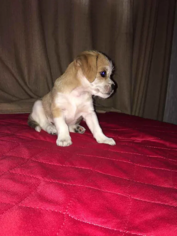 Cachorro ra a Vira lata  idade 2 a 6 meses nome Amora 