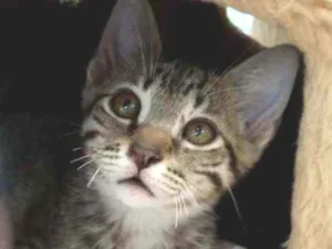 Gato raça SRD idade 2 a 6 meses nome VIDA