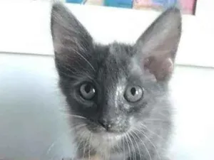 Gato raça Srd idade 2 a 6 meses nome Ivy