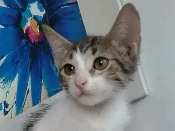 Gato ra a Srd idade 2 a 6 meses nome Eva