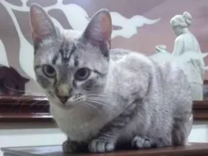 Gato raça Srd idade 2 anos nome Lua