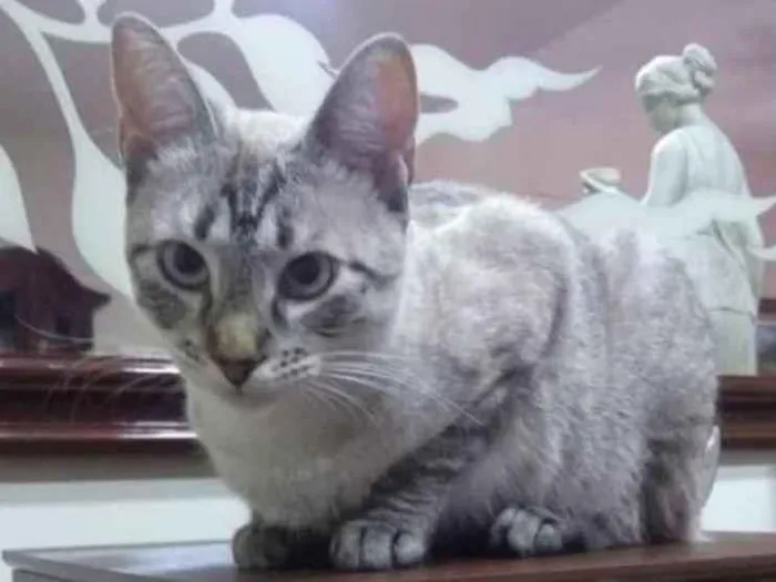 Gato ra a Srd idade 2 anos nome Lua