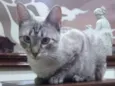 Lua