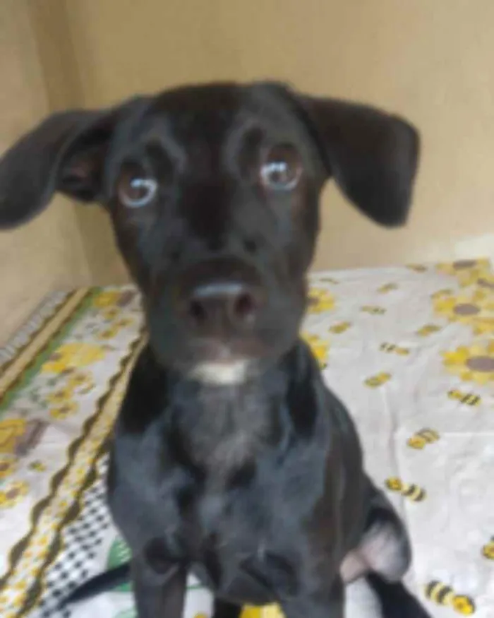 Cachorro ra a SRD idade 2 a 6 meses nome Violeta 