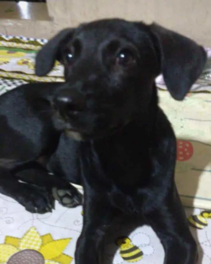 Cachorro ra a SRD idade 2 a 6 meses nome Violeta 