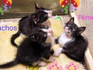 Gato raça Srd idade 2 a 6 meses nome BEBEZINHOS