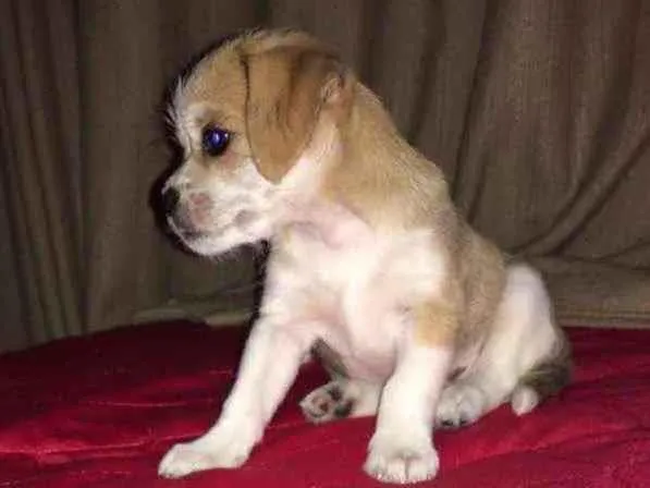 Cachorro ra a Vira lata  idade 2 a 6 meses nome Amora 