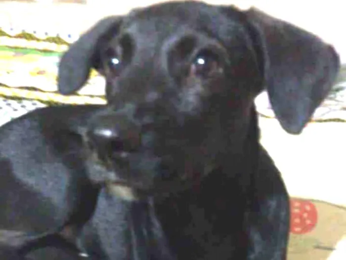 Cachorro ra a SRD idade 2 a 6 meses nome Violeta 