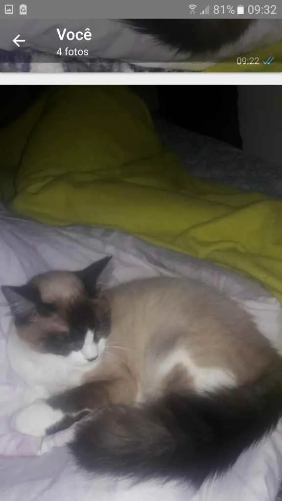 Gato raça Ragdool idade 7 a 11 meses nome Nala 