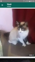 Gato raça Ragdool idade 7 a 11 meses nome Nala 