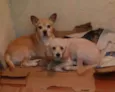 Zeus e Thor