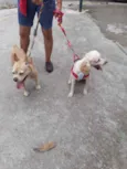 Zeus e Thor