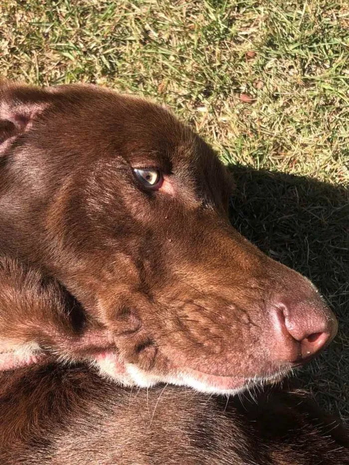 Cachorro ra a Não definida idade 2 anos nome Charlie brown