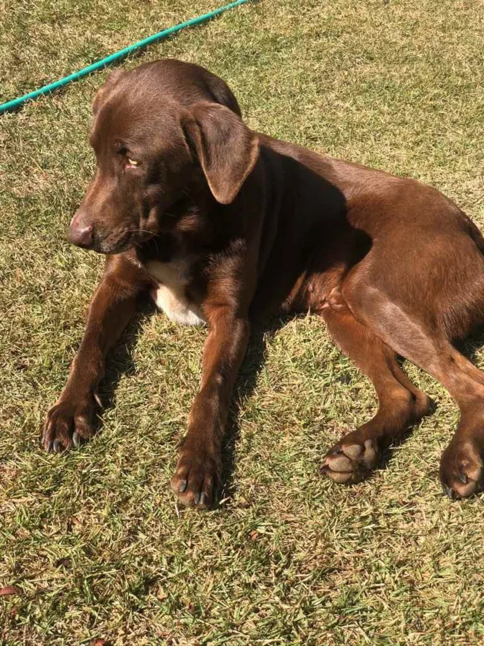 Cachorro ra a Não definida idade 2 anos nome Charlie brown