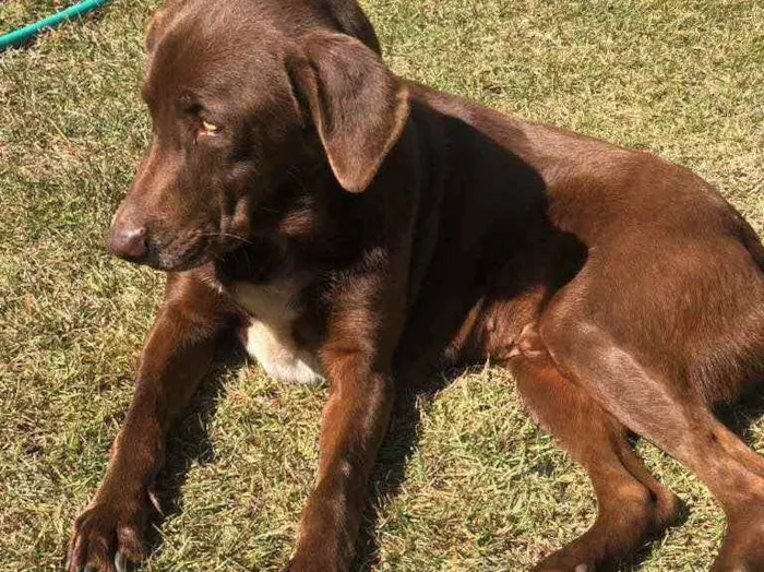 Cachorro ra a Não definida idade 2 anos nome Charlie brown