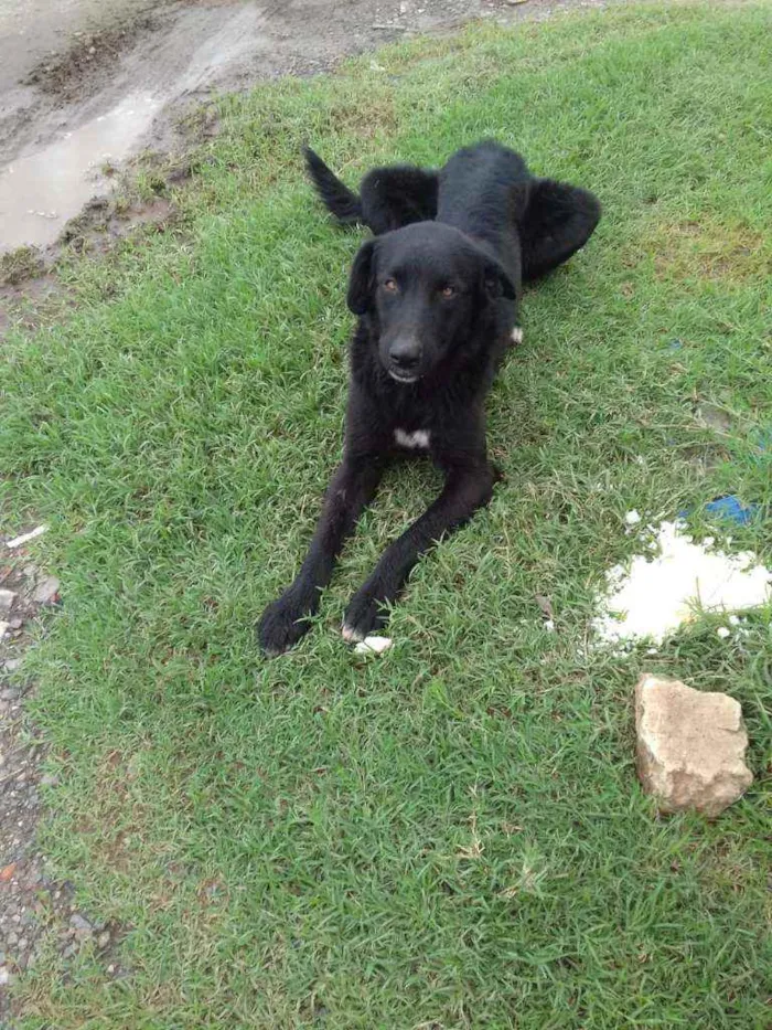 Cachorro ra a Pastor Belga idade 7 a 11 meses nome Lobo