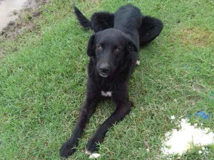 Cachorro ra a Pastor Belga idade 7 a 11 meses nome Lobo