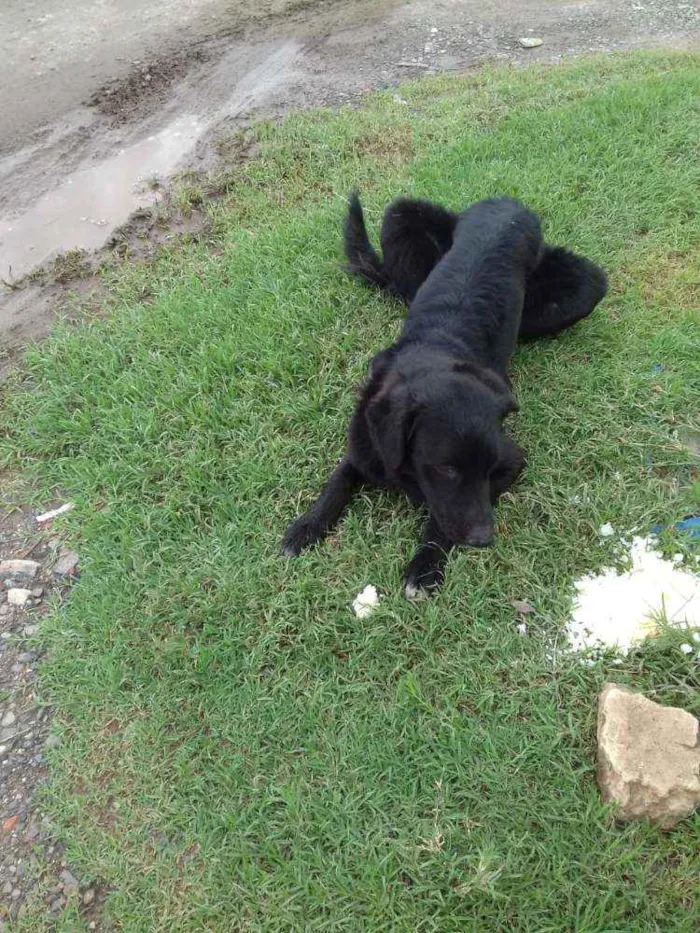 Cachorro ra a Pastor Belga idade 7 a 11 meses nome Lobo