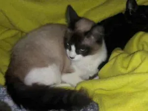 Gato raça Ragdool idade 7 a 11 meses nome Nala 