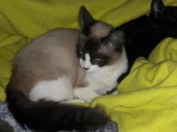 Gato raça Ragdool idade 7 a 11 meses nome Nala 