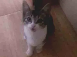 Gato raça Srd idade 7 a 11 meses nome mendy