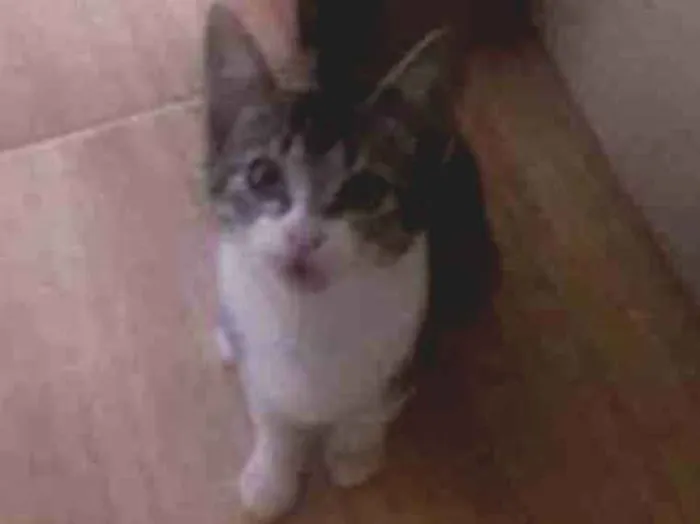 Gato raça Srd idade 7 a 11 meses nome mendy