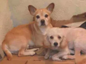 Cachorro raça Poodle e Srd idade 1 ano nome Zeus e Thor