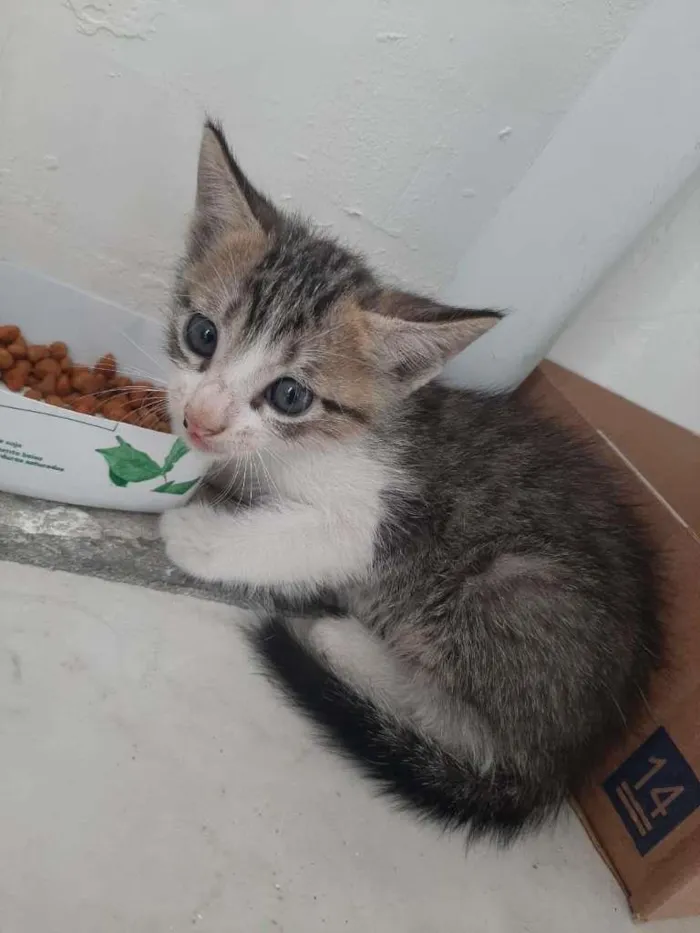Gato ra a gato idade Abaixo de 2 meses nome machos