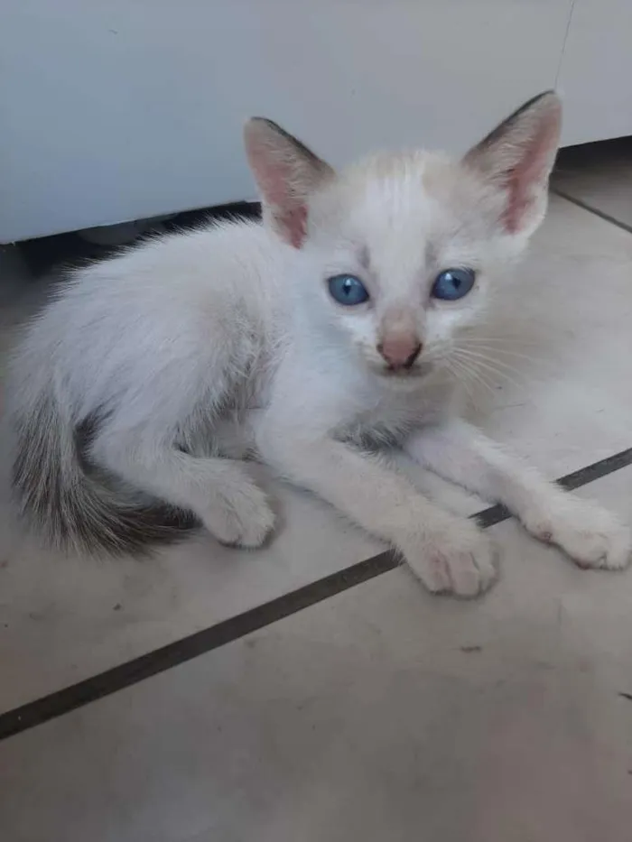 Gato ra a gato idade Abaixo de 2 meses nome machos