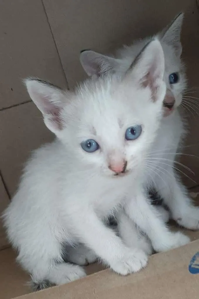 Gato ra a gato idade Abaixo de 2 meses nome machos