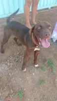 Cachorro raça mestiço do pitbull idade 2 anos nome sasuke