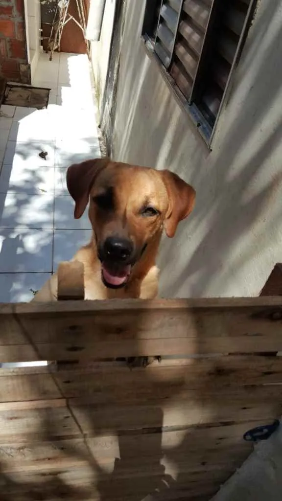 Cachorro ra a Viralata idade 1 ano nome Dona