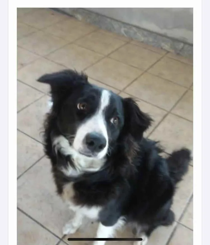 Cachorro ra a Border collie idade 1 ano nome Nina