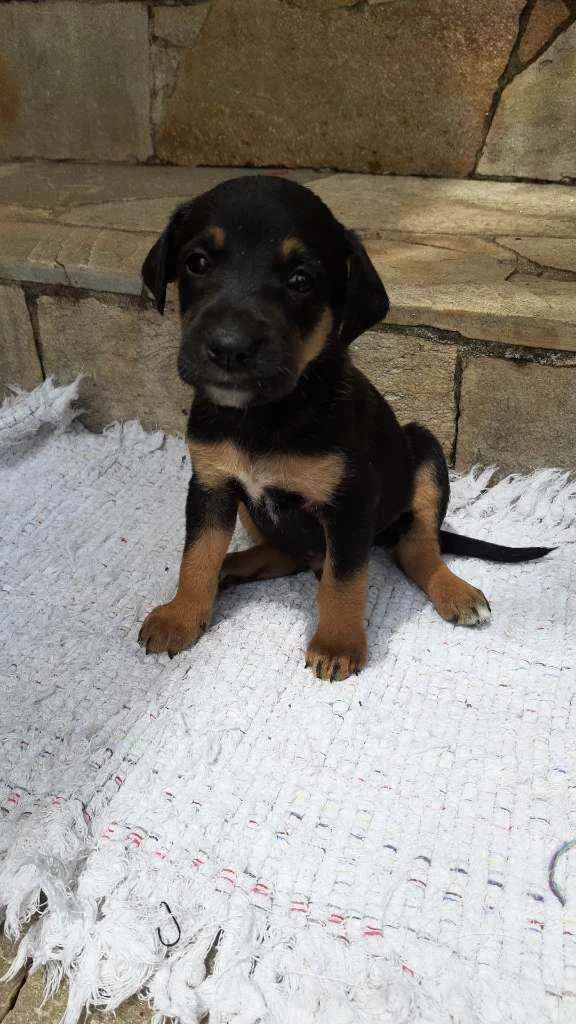 Cachorro ra a Misturado idade Abaixo de 2 meses nome 8 filhotes