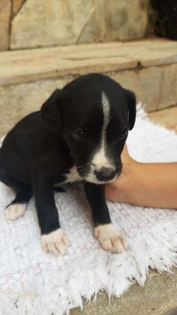 Cachorro ra a Misturado idade Abaixo de 2 meses nome 8 filhotes