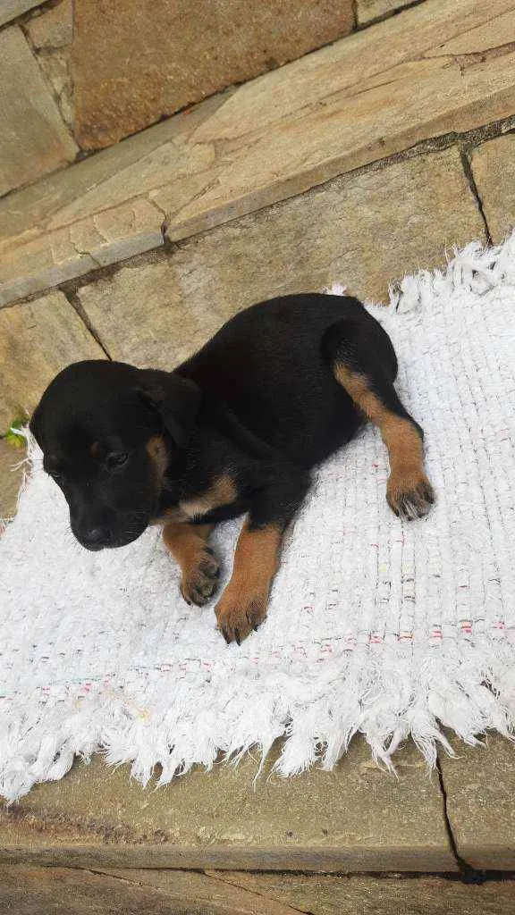 Cachorro ra a Misturado idade Abaixo de 2 meses nome 8 filhotes