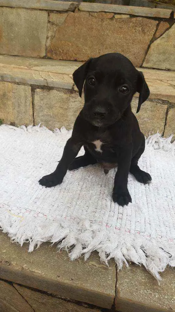 Cachorro ra a Misturado idade Abaixo de 2 meses nome 8 filhotes