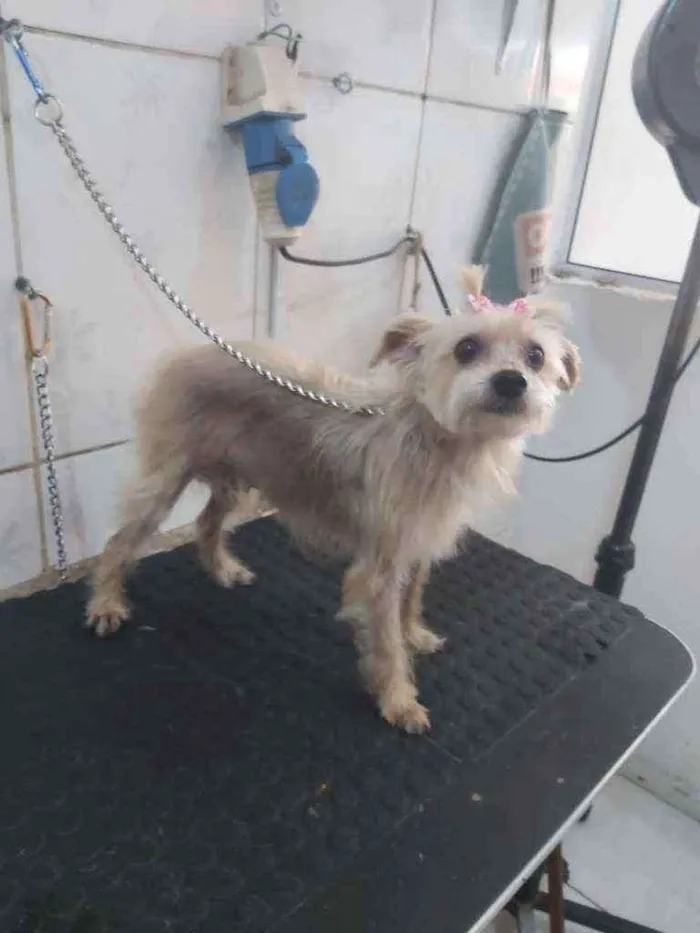 Cachorro raça Vira misturada com york idade 3 anos nome Luma