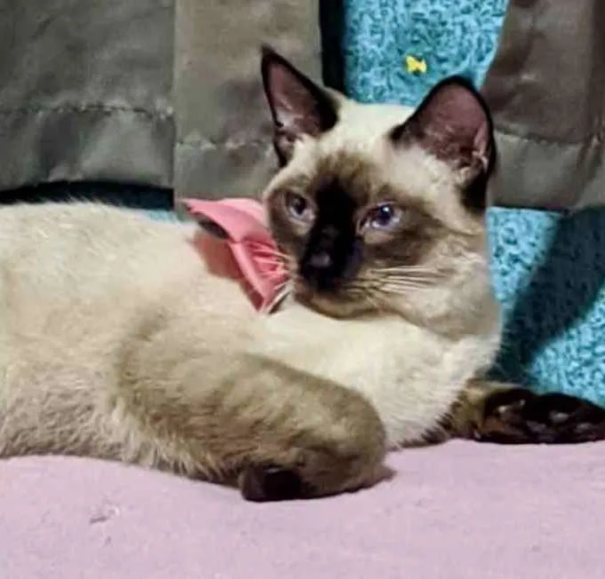 Gato ra a Siamesa  idade 2 a 6 meses nome Vitória 