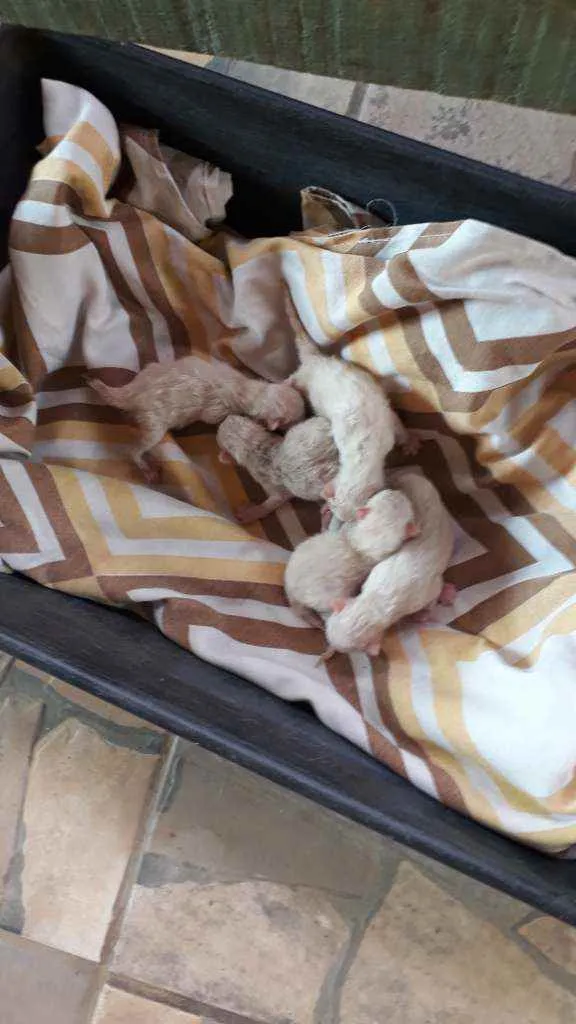 Gato ra a Cia Nissi idade Abaixo de 2 meses nome Mula mula