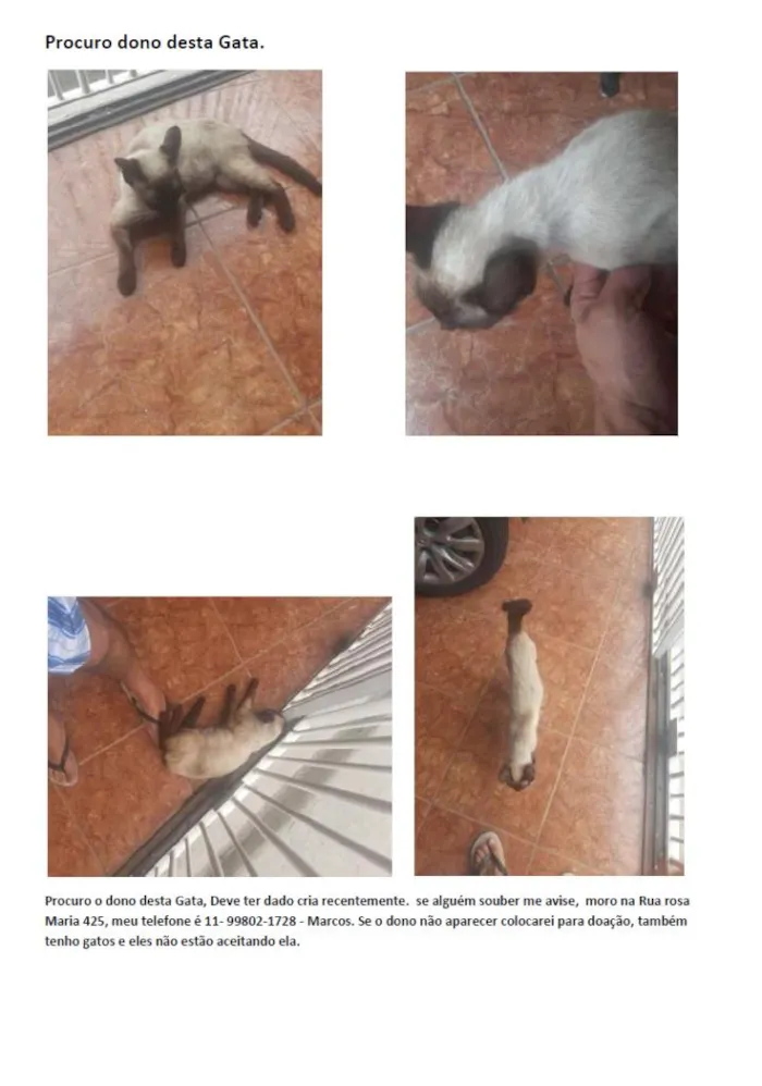 Gato ra a Siamês idade 1 ano nome Sem Nome