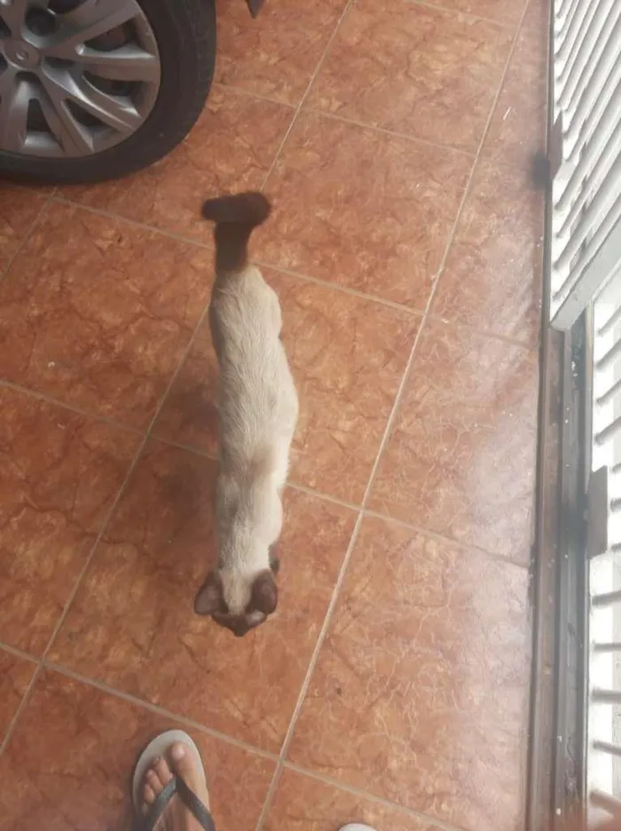 Gato ra a Siamês idade 1 ano nome Sem Nome