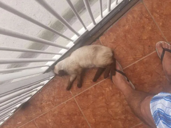 Gato ra a Siamês idade 1 ano nome Sem Nome