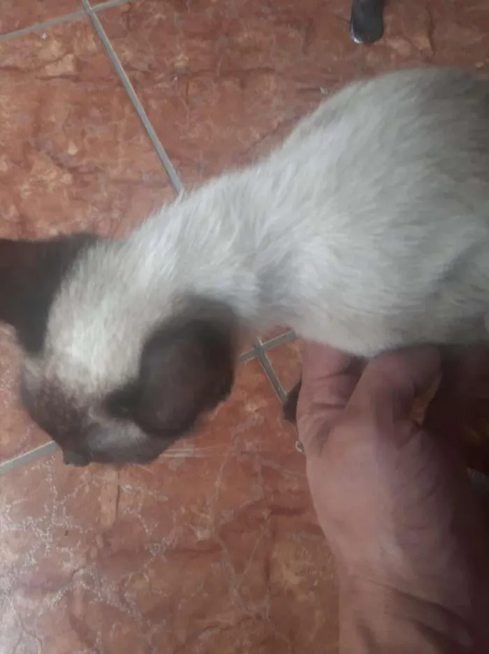 Gato ra a Siamês idade 1 ano nome Sem Nome