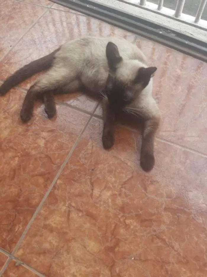 Gato ra a Siamês idade 1 ano nome Sem Nome