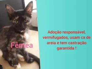 Gato raça  idade 2 a 6 meses nome Sem nome