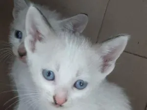 Gato raça gato idade Abaixo de 2 meses nome machos