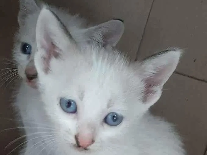 Gato ra a gato idade Abaixo de 2 meses nome machos