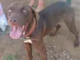 Cachorro raça mestiço do pitbull idade 2 anos nome sasuke