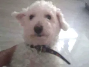 Cachorro raça Poodle idade 5 anos nome Maylo